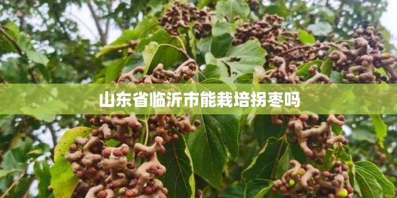 山东省临沂市能栽培拐枣吗 山东省临沂市能栽培拐枣吗