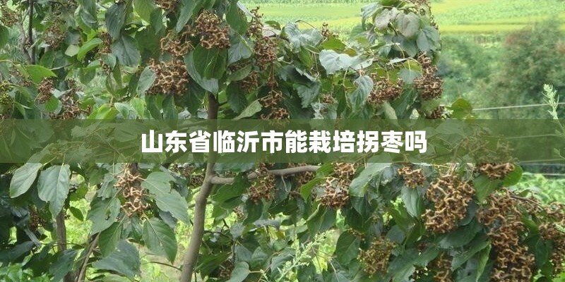 山东省临沂市能栽培拐枣吗 山东省临沂市能栽培拐枣吗
