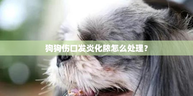 狗狗伤口发炎化脓怎么处理？