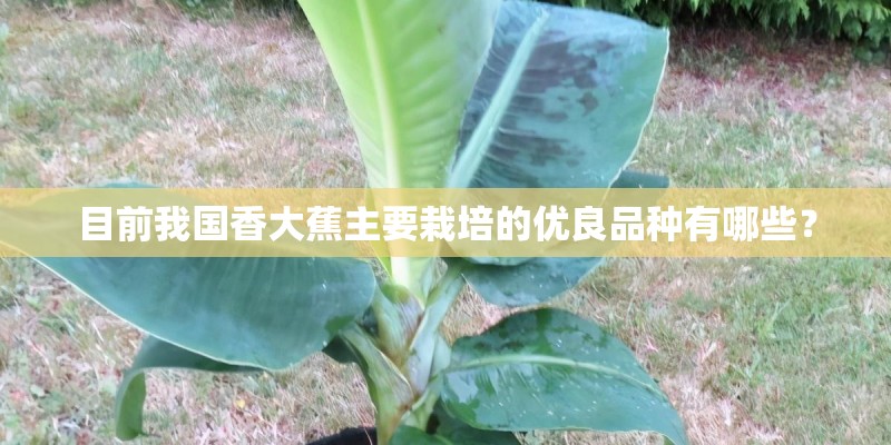 目前我国香大蕉主要栽培的优良品种有哪些？