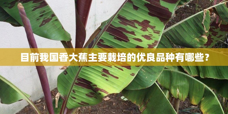 目前我国香大蕉主要栽培的优良品种有哪些? 目前我国香大蕉主要栽培的优良品种有哪些?