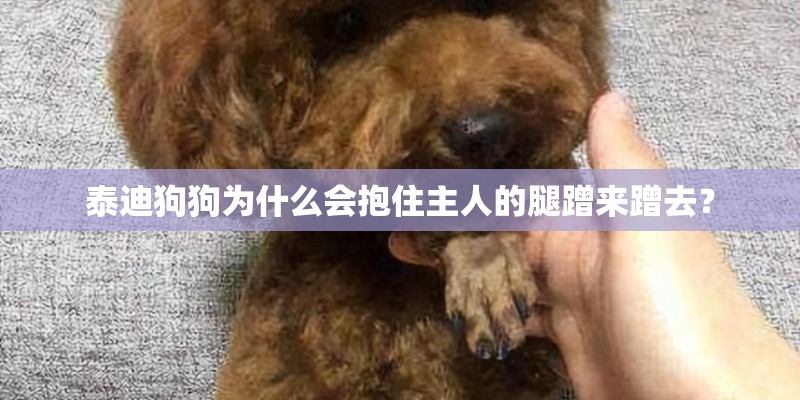 泰迪狗狗为什么会抱住主人的腿蹭来蹭去？