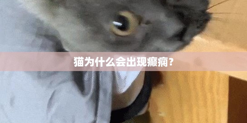 猫为什么会出现癫痫？