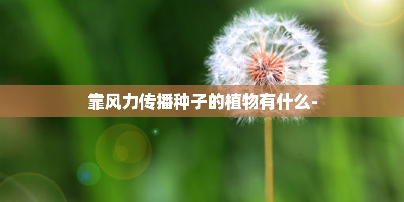 靠风力传播种子的植物有什么-