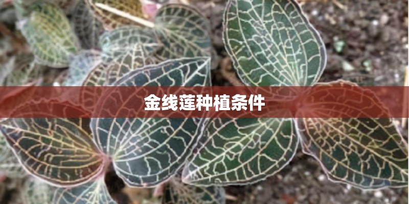 金线莲种植条件
