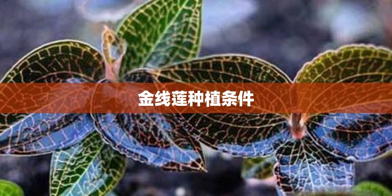 金线莲种植条件
