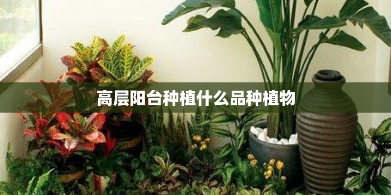 高层阳台种植什么品种植物