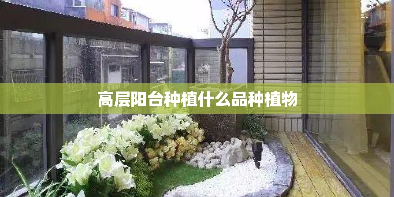 高层阳台种植什么品种植物