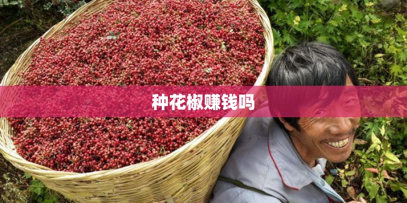 种花椒赚钱吗 种花椒赚钱吗