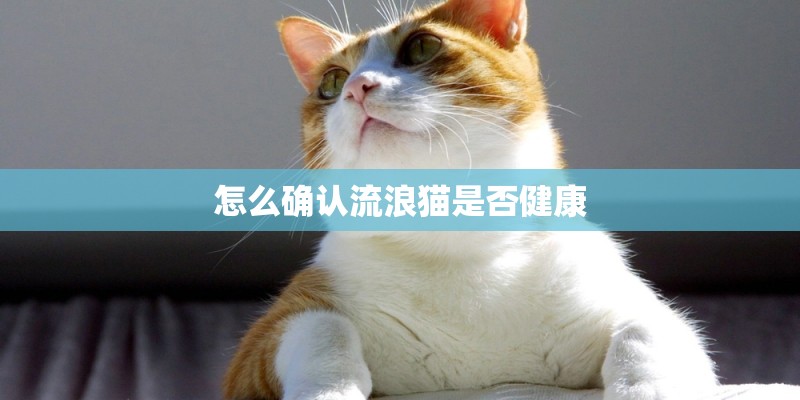 怎么确认流浪猫是否健康