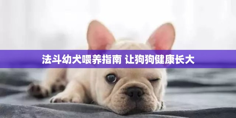 法斗幼犬喂养指南 让狗狗健康长大