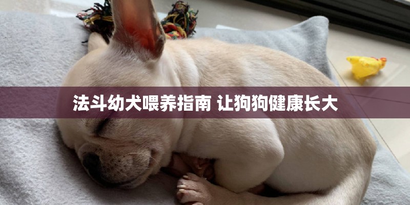法斗幼犬喂养指南 让狗狗健康长大 法斗幼犬喂养指南 让狗狗健康长大
