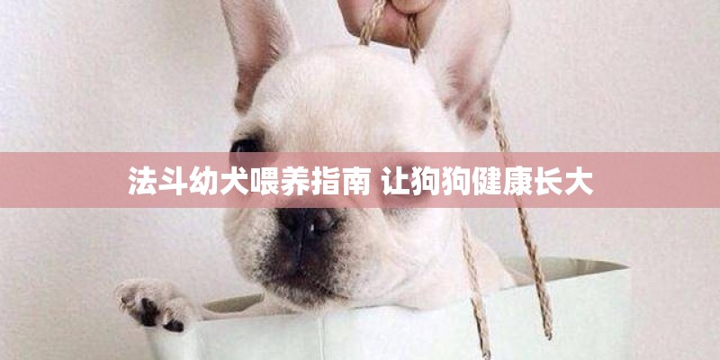 法斗幼犬喂养指南 让狗狗健康长大 法斗幼犬喂养指南 让狗狗健康长大