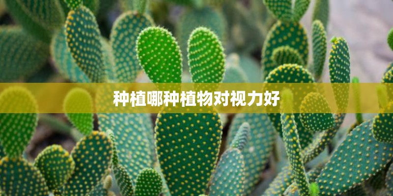 种植哪种植物对视力好