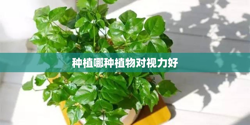 种植哪种植物对视力好