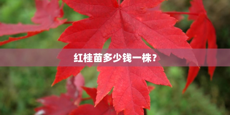 红桂苗多少钱一株？
