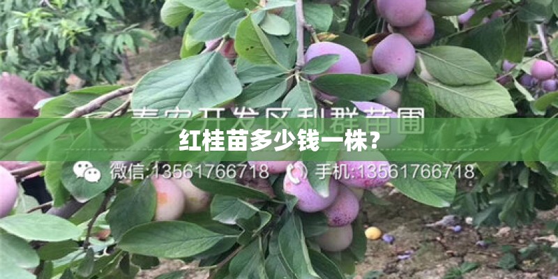 红桂苗多少钱一株? 红桂苗多少钱一株?