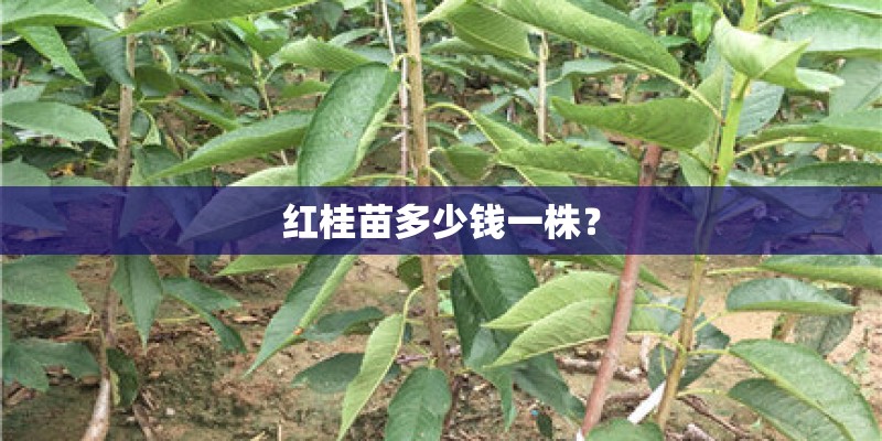 红桂苗多少钱一株? 红桂苗多少钱一株?