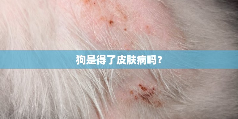 狗是得了皮肤病吗? 狗是得了皮肤病吗?