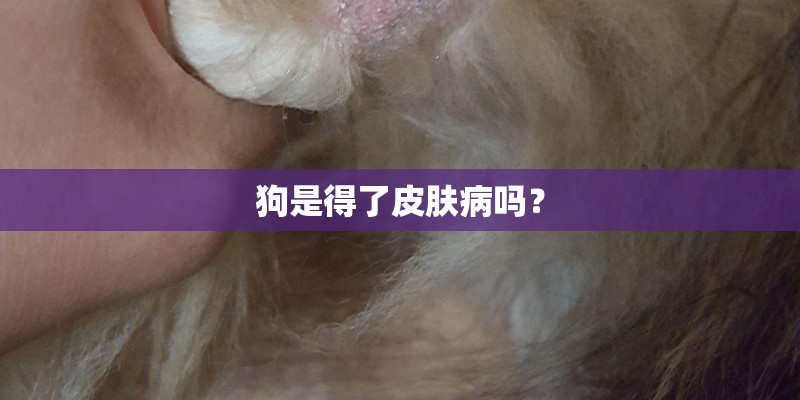狗是得了皮肤病吗? 狗是得了皮肤病吗?