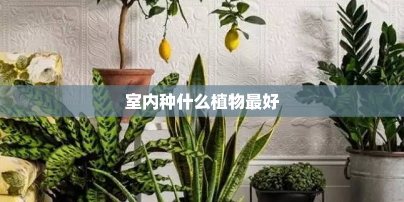 室内种什么植物最好