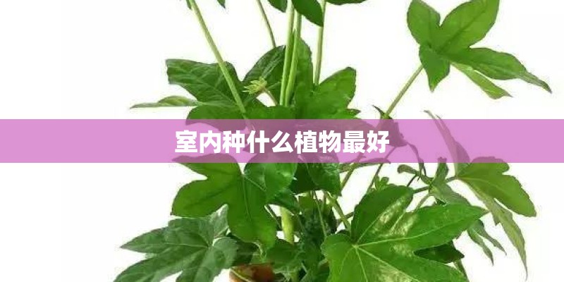 室内种什么植物最好