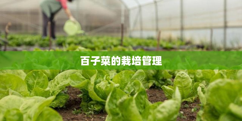 百子菜的栽培管理