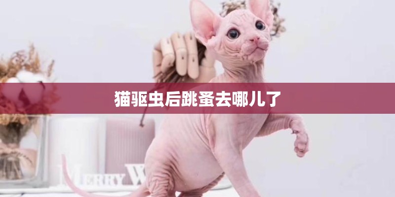 猫驱虫后跳蚤去哪儿了