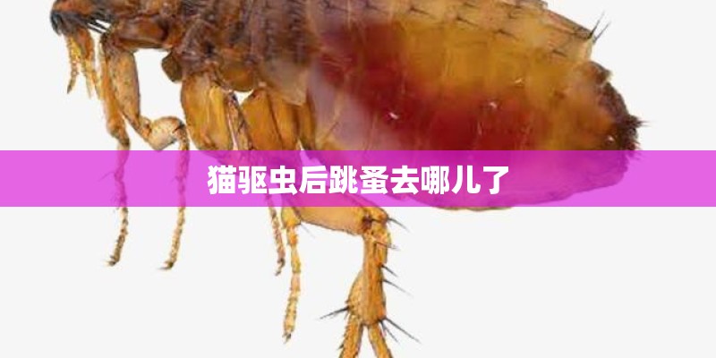 猫驱虫后跳蚤去哪儿了