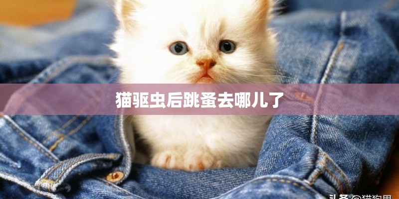 猫驱虫后跳蚤去哪儿了