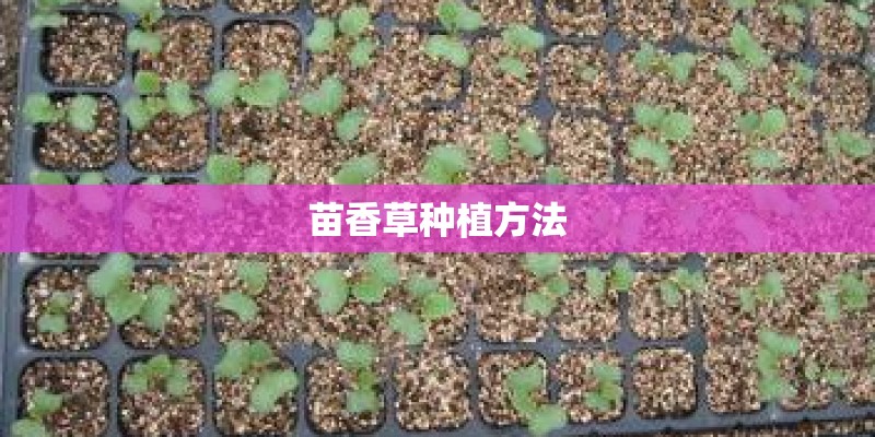 苗香草种植方法