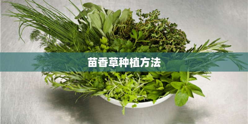 苗香草种植方法 苗香草种植方法
