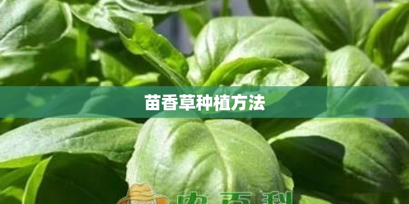 苗香草种植方法 苗香草种植方法