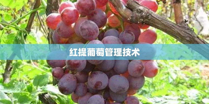 红提葡萄管理技术