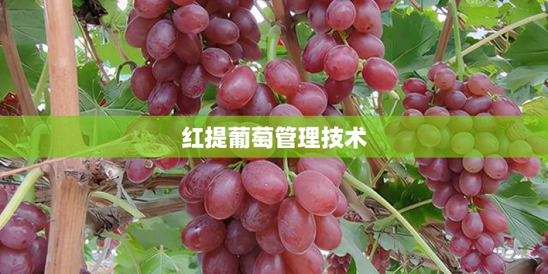 红提葡萄管理技术 红提葡萄管理技术