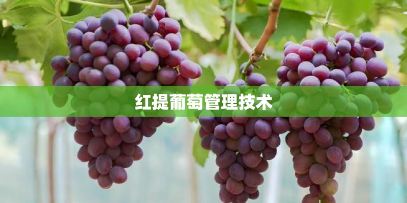 红提葡萄管理技术 红提葡萄管理技术