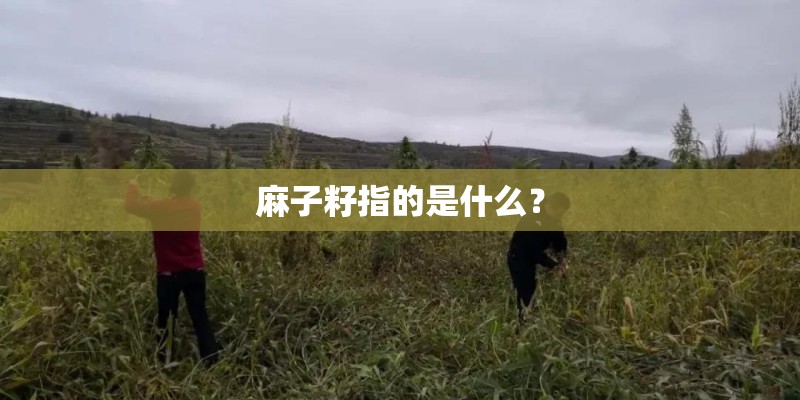 麻子籽指的是什么？
