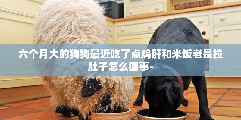 六个月大的狗狗最近吃了点鸡肝和米饭老是拉肚子怎么回事-