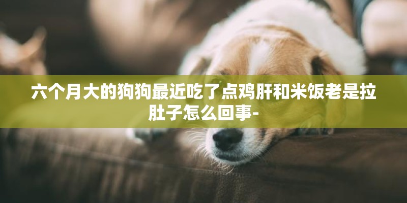六个月大的狗狗最近吃了点鸡肝和米饭老是拉肚子怎么回事-