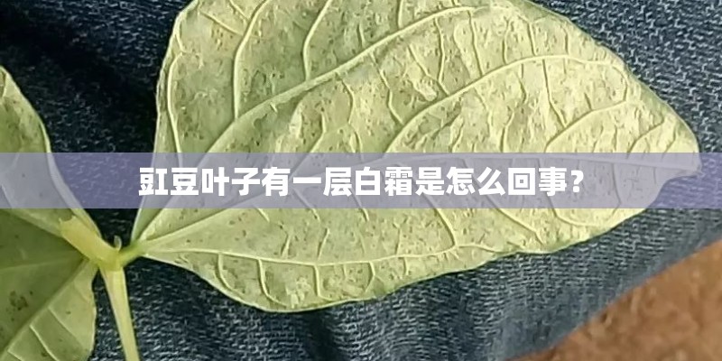 豇豆叶子有一层白霜是怎么回事？