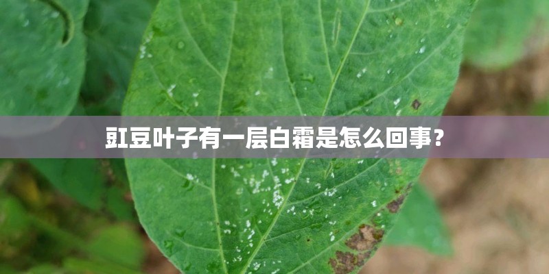 豇豆叶子有一层白霜是怎么回事? 豇豆叶子有一层白霜是怎么回事?