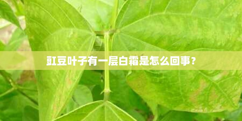 豇豆叶子有一层白霜是怎么回事? 豇豆叶子有一层白霜是怎么回事?