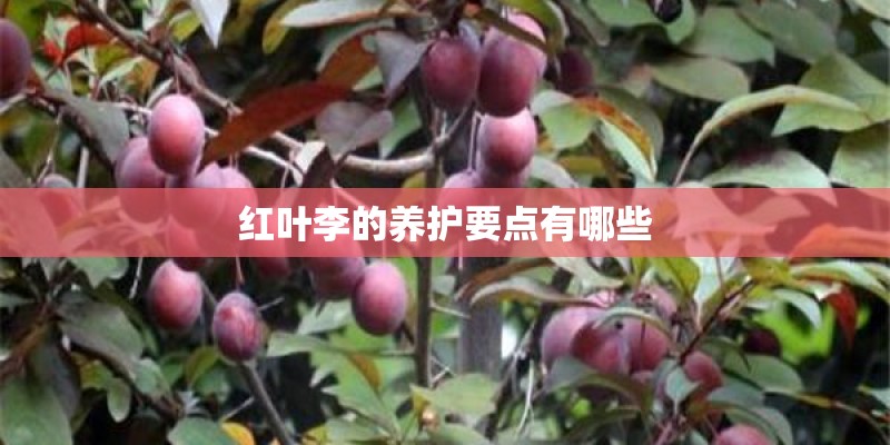 红叶李的养护要点有哪些 红叶李的养护要点有哪些