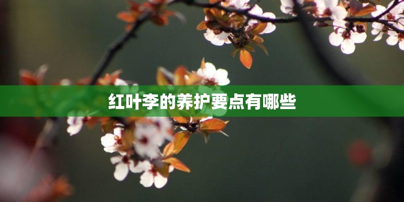 红叶李的养护要点有哪些 红叶李的养护要点有哪些