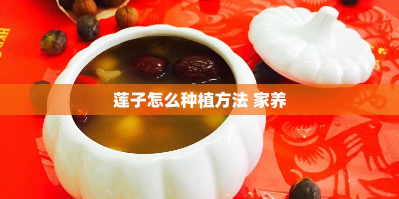 莲子怎么种植方法 家养