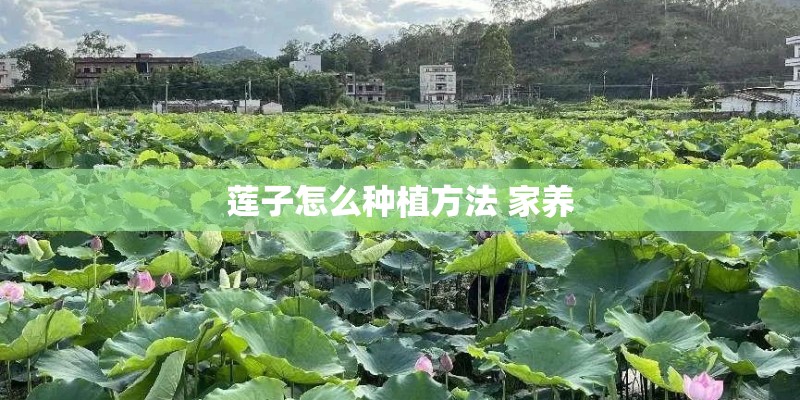 莲子怎么种植方法 家养 莲子怎么种植方法 家养