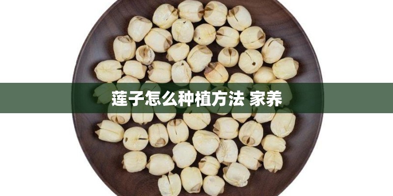 莲子怎么种植方法 家养 莲子怎么种植方法 家养