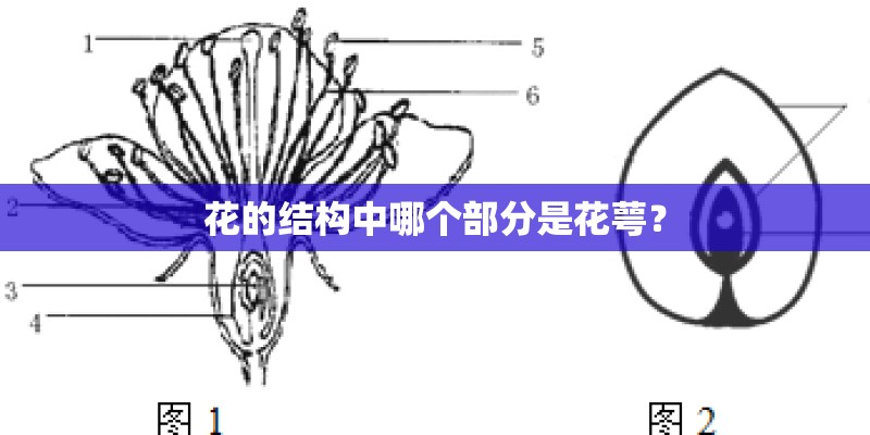 花的结构中哪个部分是花萼？