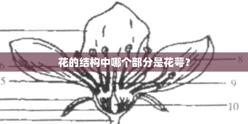 花的结构中哪个部分是花萼? 花的结构中哪个部分是花萼?