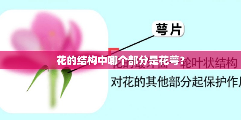 花的结构中哪个部分是花萼? 花的结构中哪个部分是花萼?